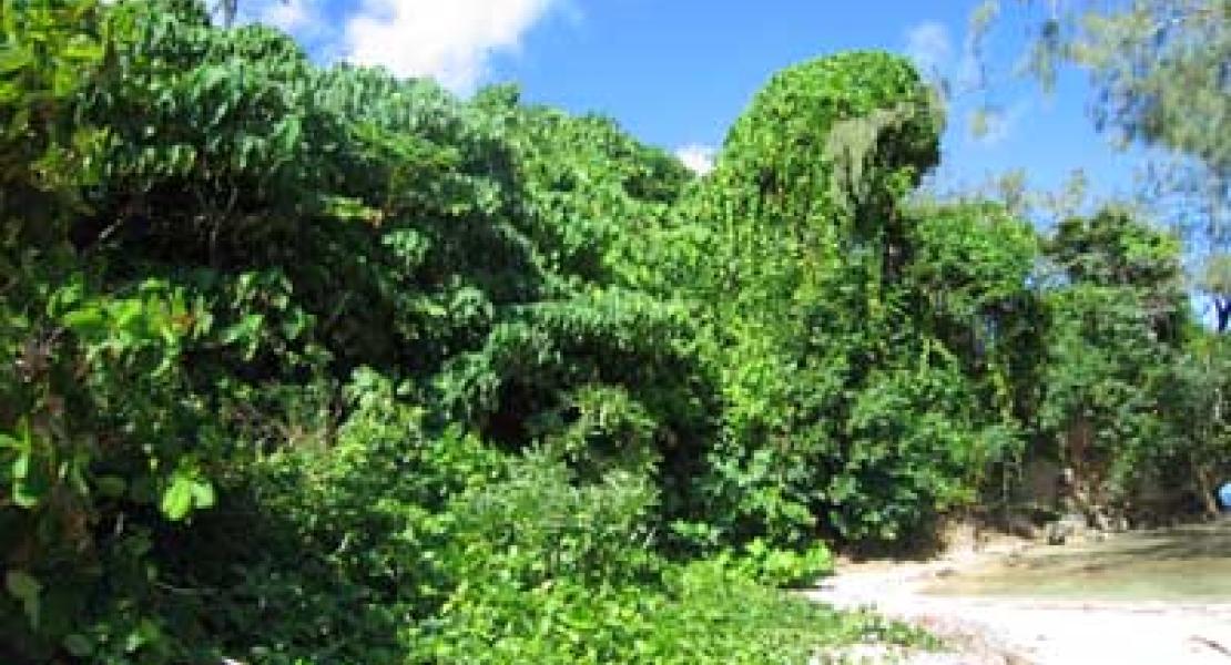 ROCK ISLAND BEACH, Vava'u, Tonga SouthPacificRealEstate